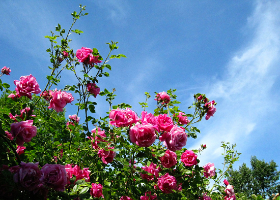 Rosa Arbustiva
