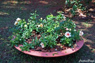 rosa-rasteira-flores-e-folhagens