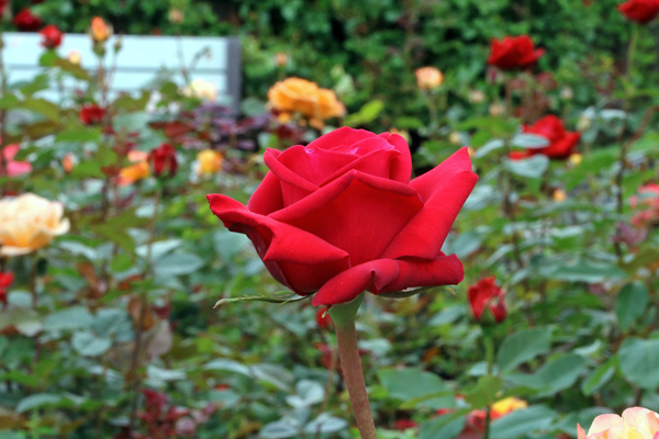 Rosas Híbridas de Chá