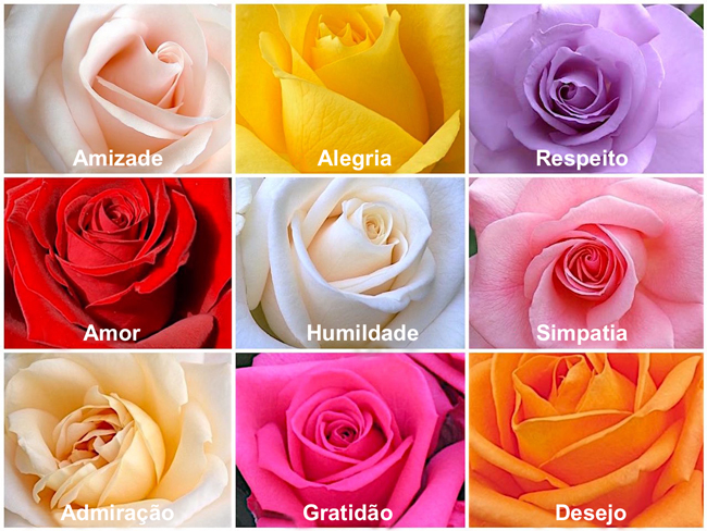 Tipos de Rosas
