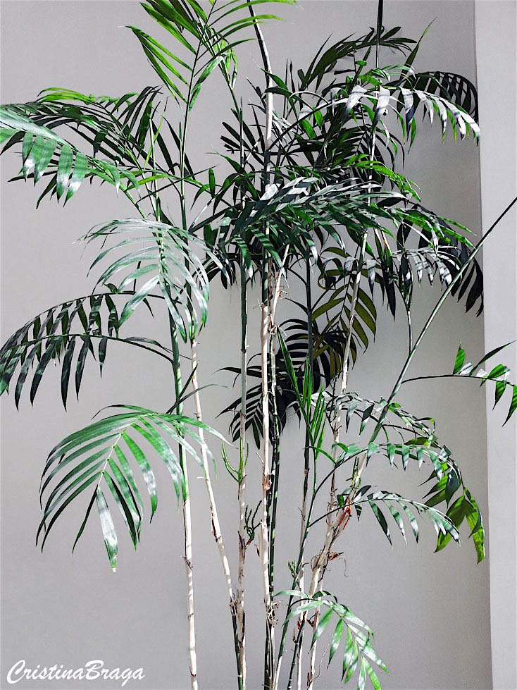 Chamaedorea bambu - Chamaedorea seifrizii