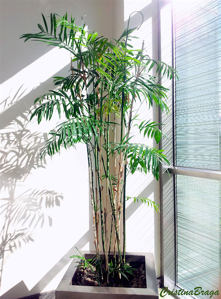 Chamaedorea bambu - Chamaedorea seifrizii