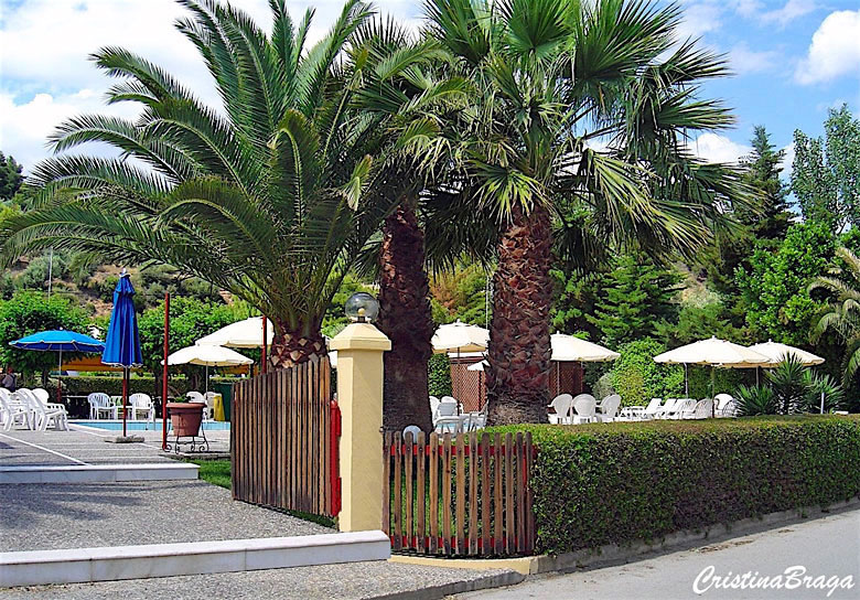 Tamareira das Canárias - Phoenix canariensis