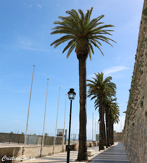 Tamareira das Canárias - Phoenix canariensis