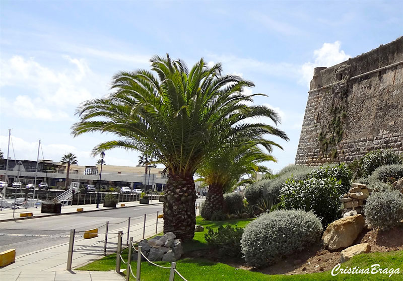 Tamareira das Canárias - Phoenix canariensis