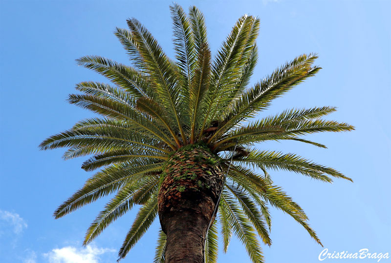 Tamareira das Canárias - Phoenix canariensis