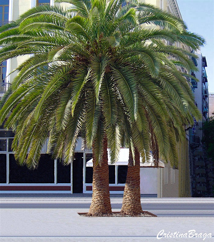 Tamareira das Canárias - Phoenix canariensis