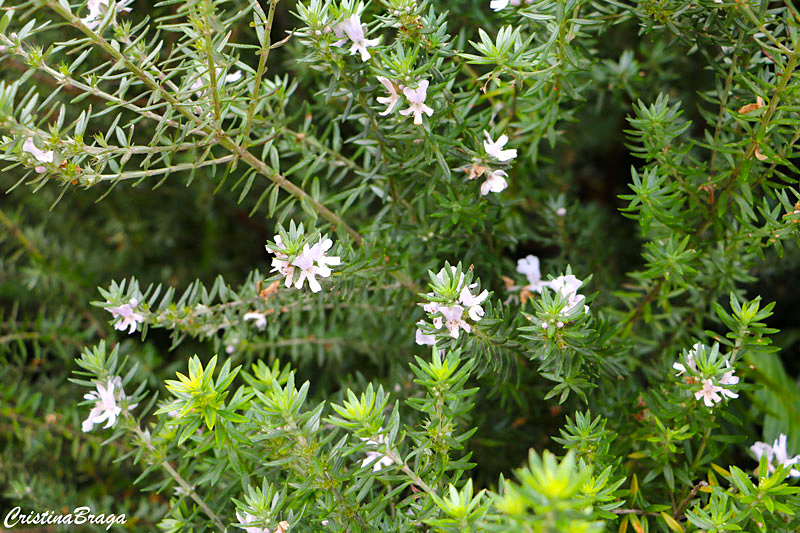 Alecrim Australiano - Westringia fruticosa