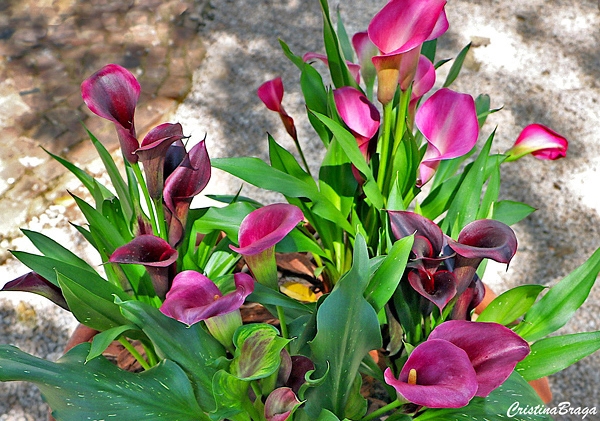 Copo de Leite Colorido - Zantedeschia - Flores e Folhagens