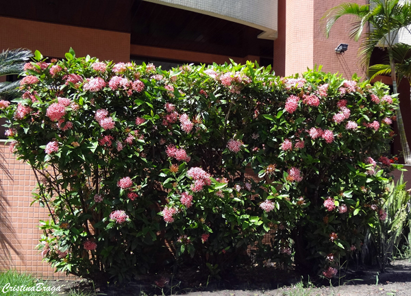 Ixora Rosa - Ixora undulata