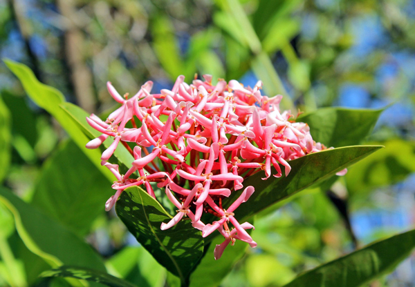 Ixora Rosa - Ixora undulata - Flores e Folhagens