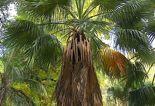 Palmeira de Saia - Washingtonia filifera
