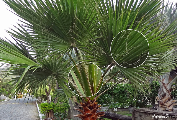 Palmeira de Saia - Washingtonia filifera