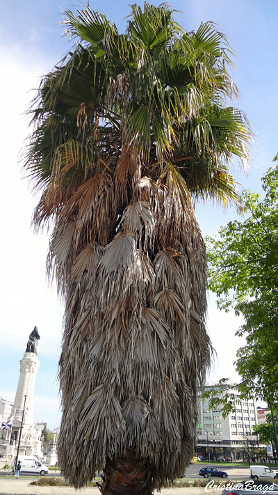 Palmeira de saia - Washingtonia robusta
