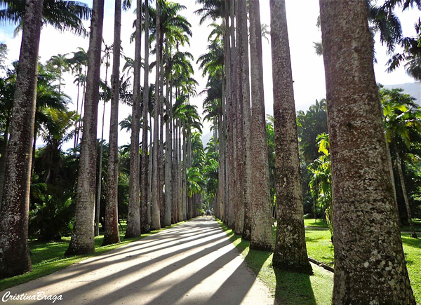 Palmeira Imperial - Roystonea oleracea