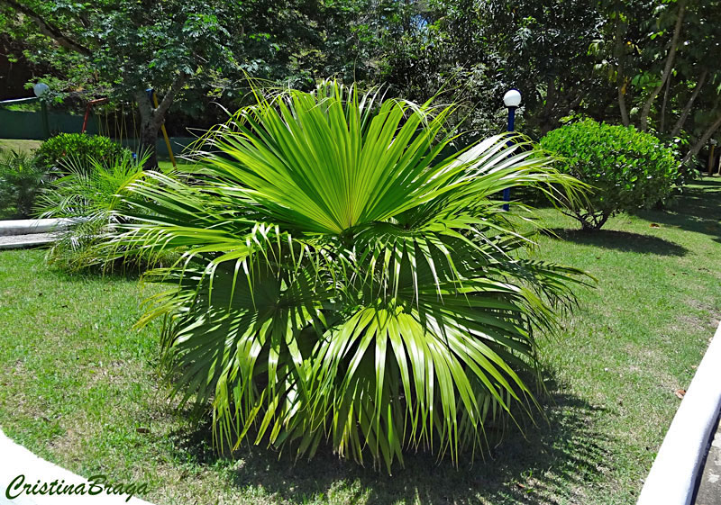 Palmeira Leque da China - Livistona chinensis