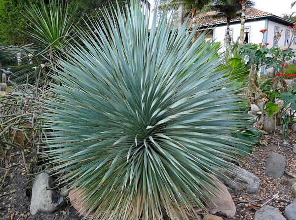 Tipos de Yucca