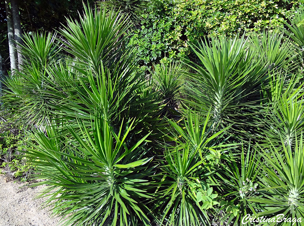 Tipos de Yucca