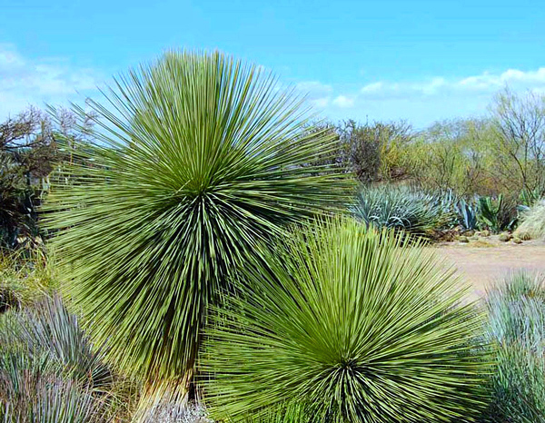 Tipos de Yucca