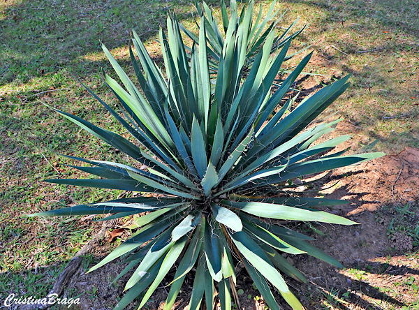 Tipos de Yucca