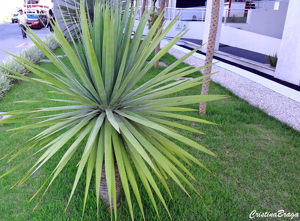 Tipos de Yucca