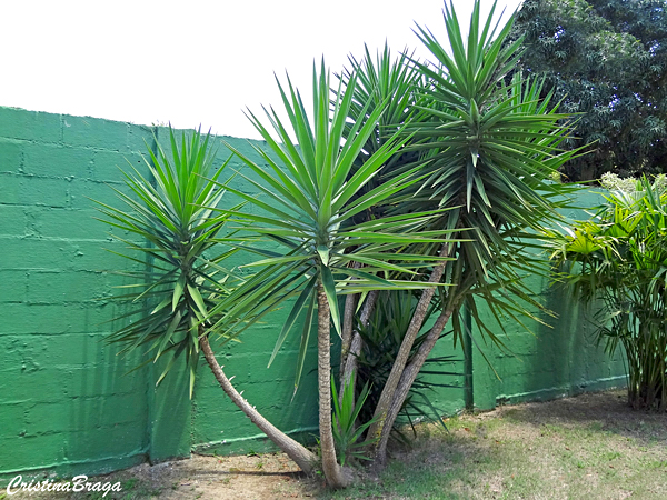 Tipos de Yucca