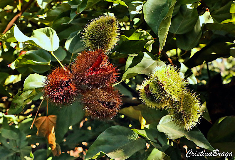 Urucum - Bixa orellana