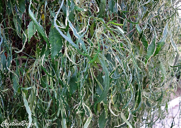 Acalifa fina - Acalypha godseffiana Heterophylla
