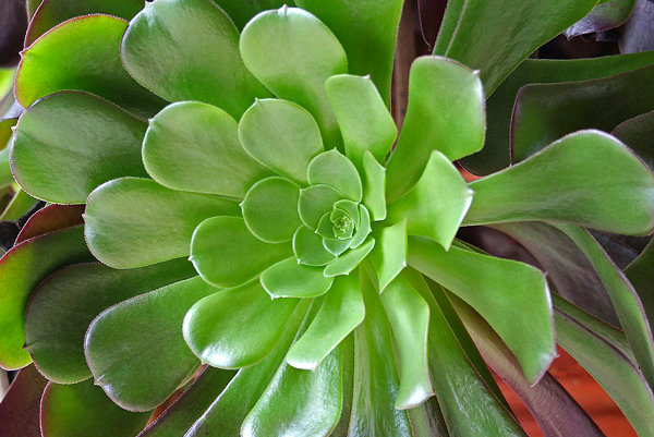 Aeonium – Aeonium arboreum