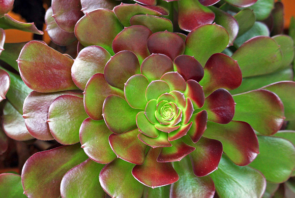 Aeonium – Aeonium arboreum