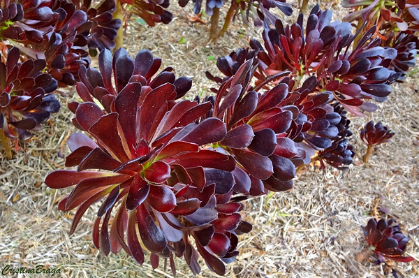 Aeonium – Aeonium arboreum