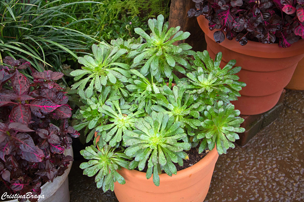 Aeonium – Aeonium arboreum