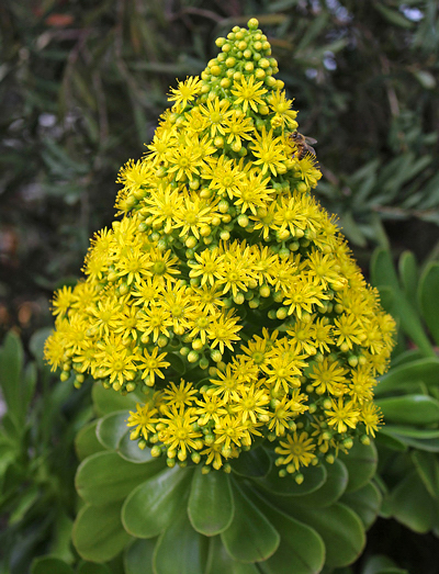 Aeonium – Aeonium arboreum