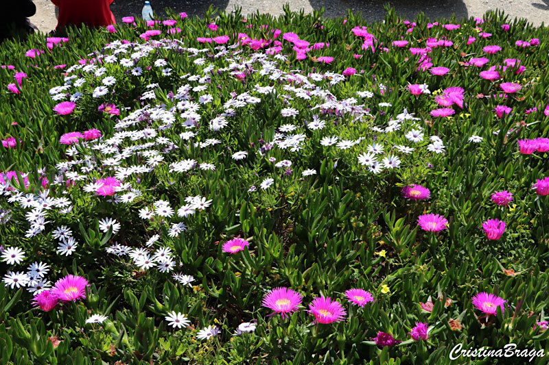 Chorao das praias - Carpobrotus edulis