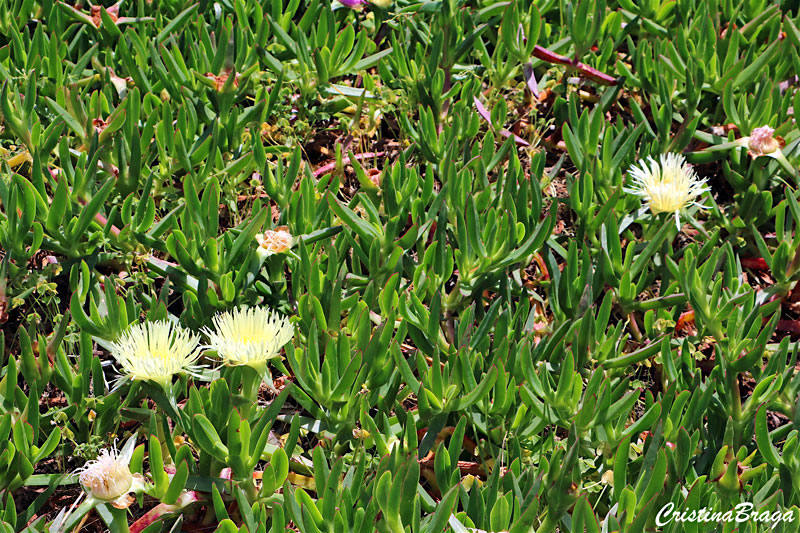 Chorao das praias - Carpobrotus edulis