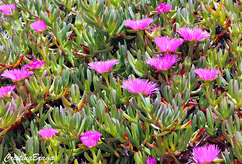 Chorao das praias - Carpobrotus edulis