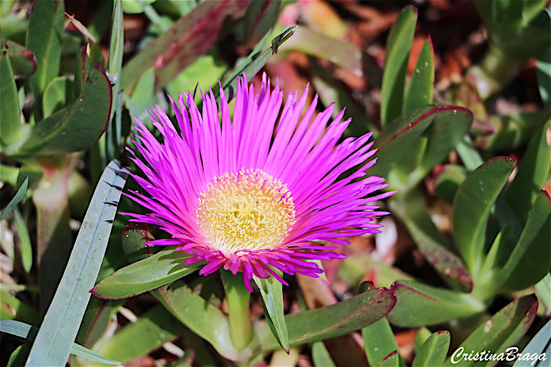 Chorao das praias - Carpobrotus edulis