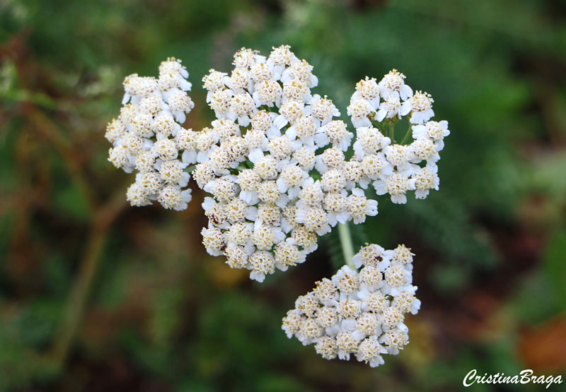 Mil-folhas - Achillea millefolium