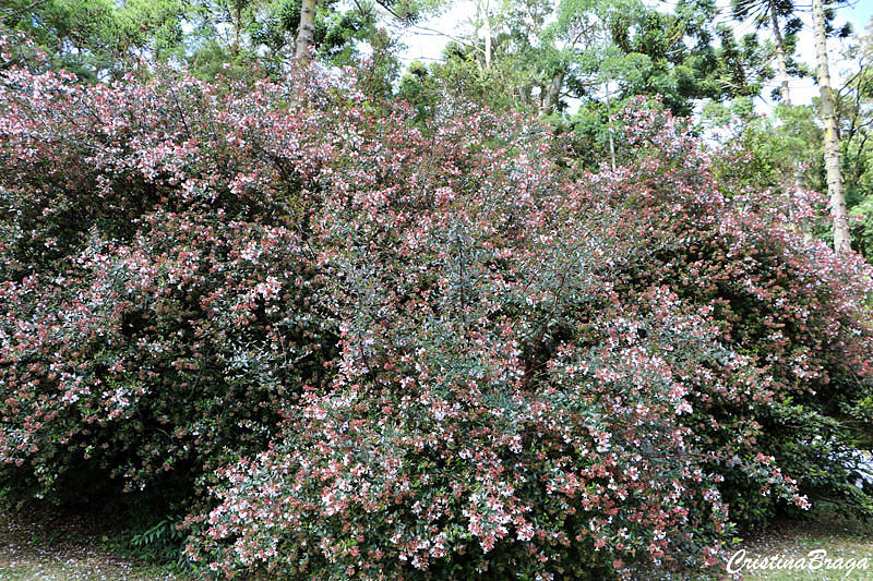 Abélia - Abelia x grandiflora