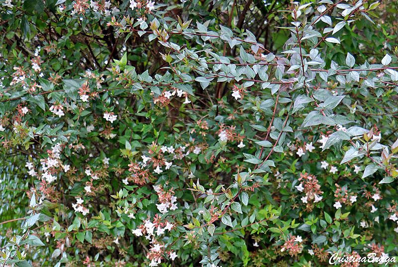 Abélia - Abelia x grandiflora