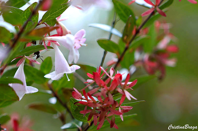 abelia-abelia-grandiflora .jpg