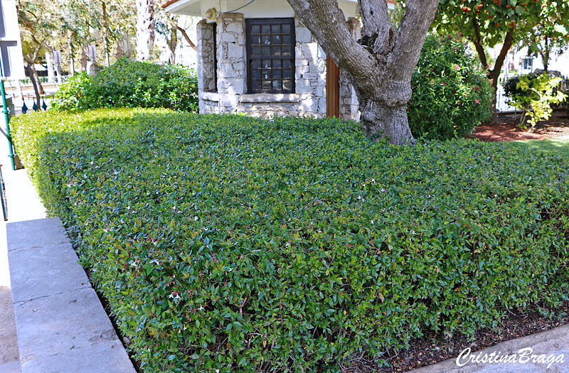 Abelia - Abelia x grandiflora