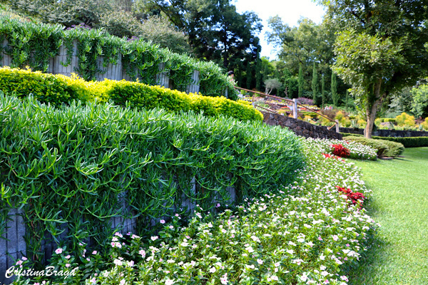Chorão das praias - Carpobrotus edulis