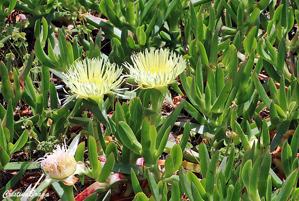 Chorão das praias - Carpobrotus edulis