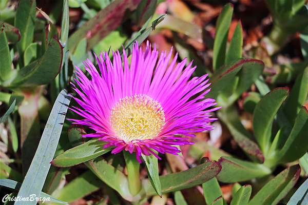 Chorão das praias - Carpobrotus edulis