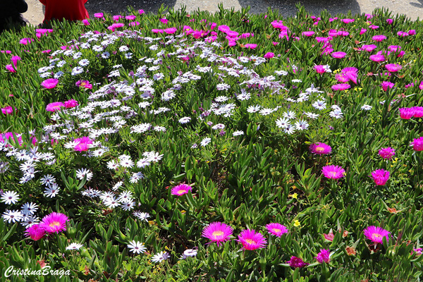 Chorão das praias - Carpobrotus edulis
