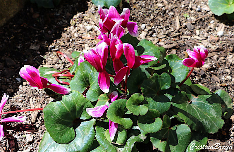 Ciclame – Cyclamen persicum