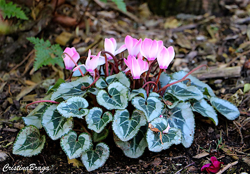 Ciclame – Cyclamen persicum