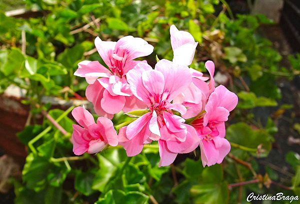 Gerânio Pendente – Pelargonium peltatum - Flores e Folhagens