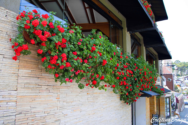 Gerânio Pendente – Pelargonium peltatum - Flores e Folhagens